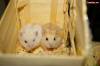 chuột hamster vàng chanh trắng sọc - anh 1