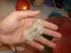 chuột hamster vàng nâu sọc - anh 1